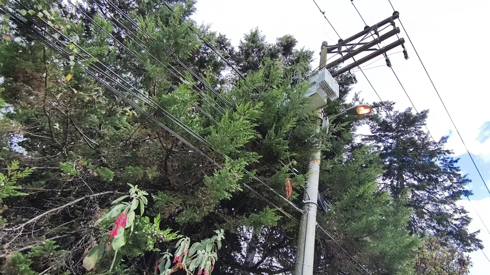 Poda de árboles por riesgo - Eco Verde A&M