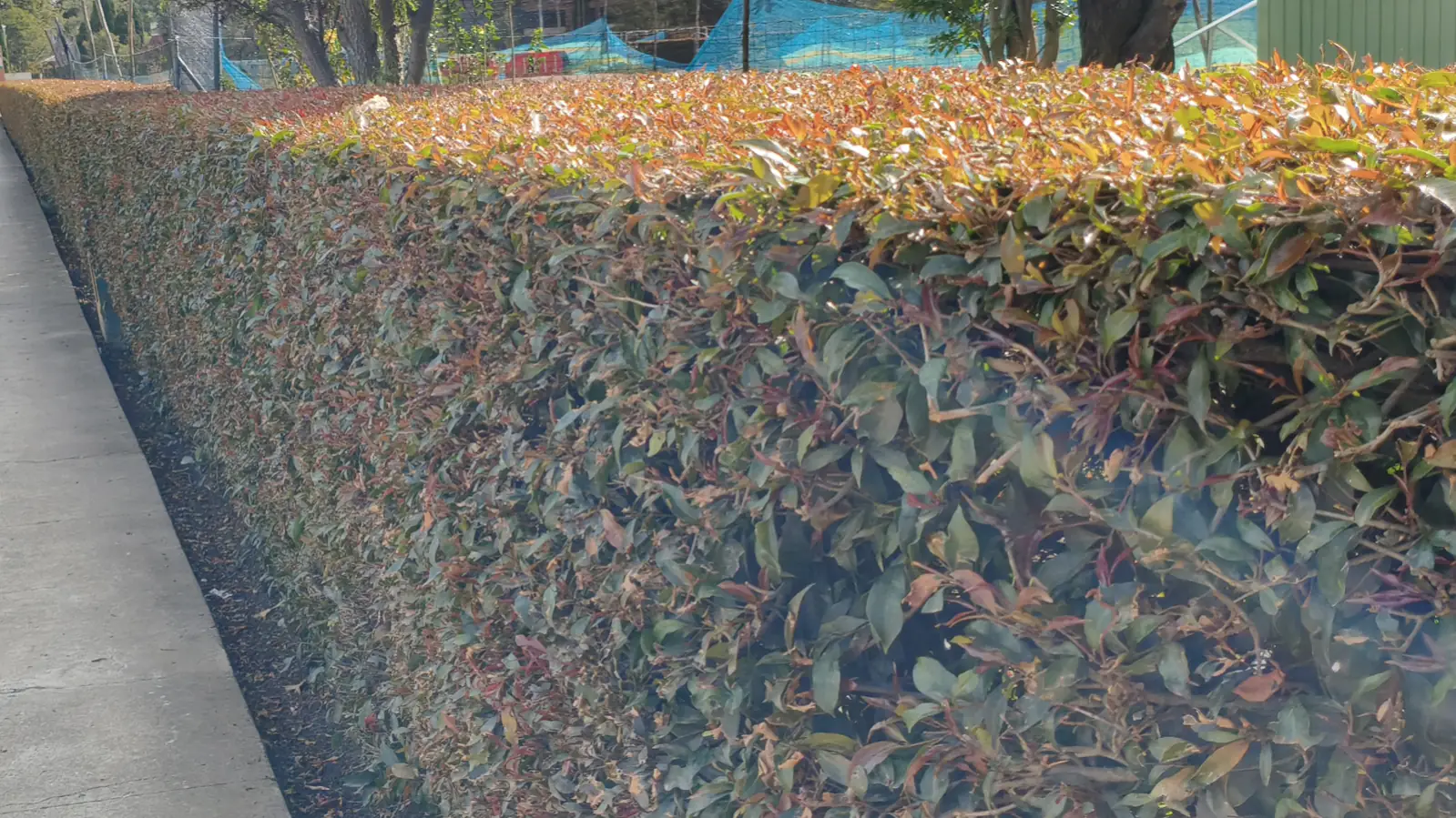 Técnicos de Eco Verde A&M realizando mantenimiento profesional a cerca viva