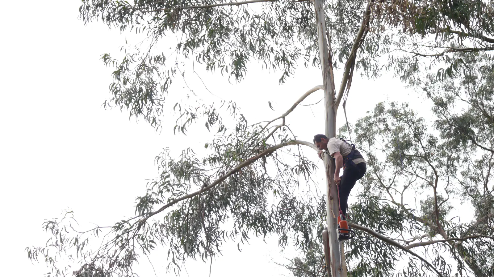 Silvicultura urbana: manejo técnico del arbolado